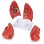 Modèle d'anatomie humaine détachable pour les poumons