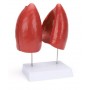 Modèle d'anatomie humaine détachable pour les poumons
