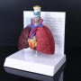 Modèle d'anatomie humaine pour le système respiratoire