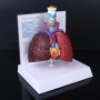 Modèle d'anatomie humaine pour le système respiratoire