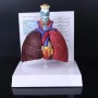 Modèle d'anatomie humaine pour le système respiratoire