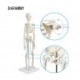 Squelette humain miniature Shorty 45 cm
