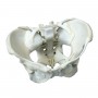 Squelette du bassin féminin avec ligaments, nerfs et muscles 