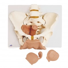 Squelette du bassin féminin avec organes génitaux, en 3 parties