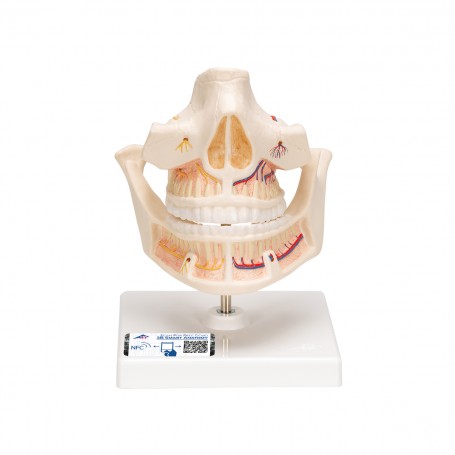 Dentition adulte - 3B Smart Anatomy