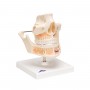Dentition adulte - 3B Smart Anatomy