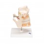 Dentition adulte - 3B Smart Anatomy
