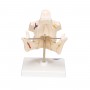 Dentition adulte - 3B Smart Anatomy