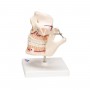 Dentition adulte - 3B Smart Anatomy