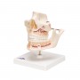 Dentition adulte - 3B Smart Anatomy