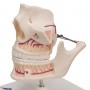Dentition adulte - 3B Smart Anatomy