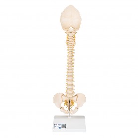 Colonne vertébrale enfant, 3B BONElike - 3B Smart Anatomy