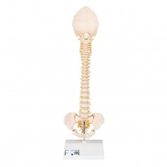 Colonne vertébrale enfant, 3B BONElike - 3B Smart Anatomy