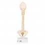 Colonne vertébrale enfant, 3B BONElike - 3B Smart Anatomy