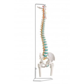 Colonne vertébrale flexible avec des têtes de fémur