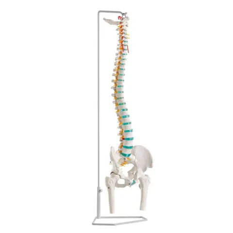 Colonne vertébrale flexible avec des têtes de fémur