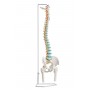Colonne vertébrale flexible avec des têtes de fémur