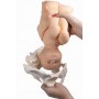 Poupée foetus avec placenta