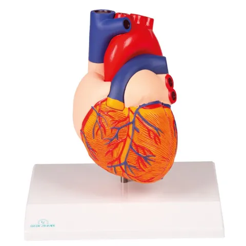 MODÈLE DE CŒUR, 2 PARTIES, TAILLE NATURELLE