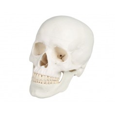 Crâne humain 3 pièces Erler Zimmer