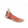 Muscles et tendons du pied