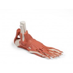 Muscles et tendons du pied