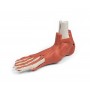 Muscles et tendons du pied
