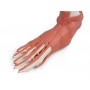 Muscles et tendons du pied