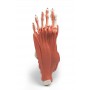 Muscles et tendons du pied