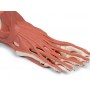 Muscles et tendons du pied