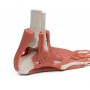 Muscles et tendons du pied