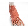 Muscles et tendons du pied