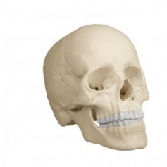 Crâne articulé erler zimmer blanc 22 pièces Version anatomique