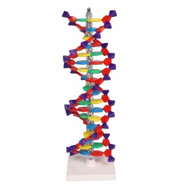 Double hélice d'ADN
