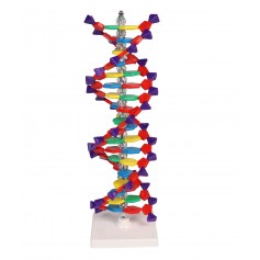 Double hélice d'ADN