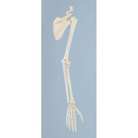 Squelette de la main