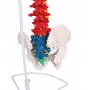 Colonne vertébrale flexible, didactique