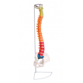 Colonne vertébrale flexible, didactique