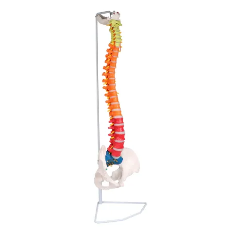 Colonne vertébrale flexible, didactique