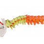 Colonne vertébrale flexible, didactique