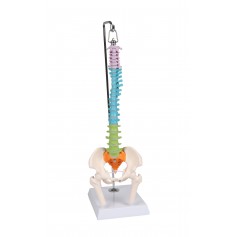 Colonne vertébrale miniature flexible, didactique