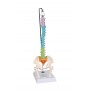 Colonne vertébrale miniature flexible, didactique