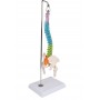 Colonne vertébrale miniature flexible, didactique