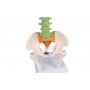 Colonne vertébrale miniature flexible, didactique