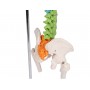 Colonne vertébrale miniature flexible, didactique