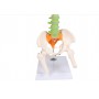 Colonne vertébrale miniature flexible, didactique