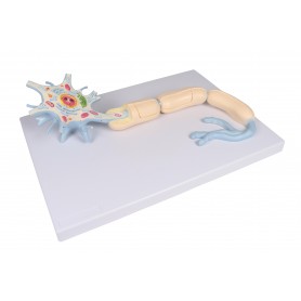 Neurone, taille 3000, en 2 parties