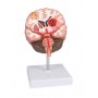 Pathologies du cerveau, taille de vie