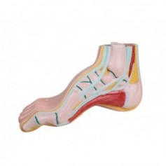 Pieds creux