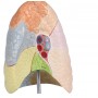 Modèle de poumon didactique, grandeur nature, en 2 parties